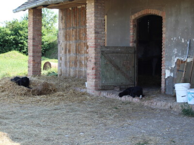 Obitelj Ćorić iz Iloka