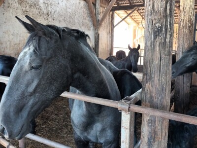 Obitelj Ćorić iz Iloka