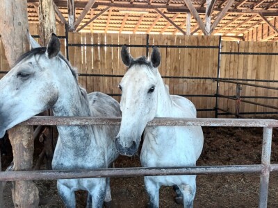 Obitelj Ćorić iz Iloka