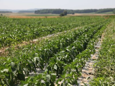 Obitelj Erhatić iz Podravine