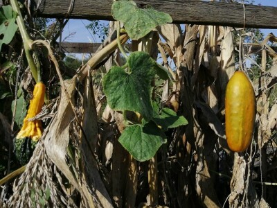 Obitelj Hren uspješno je spojila ekološku proizvodnju i turističku ponudu