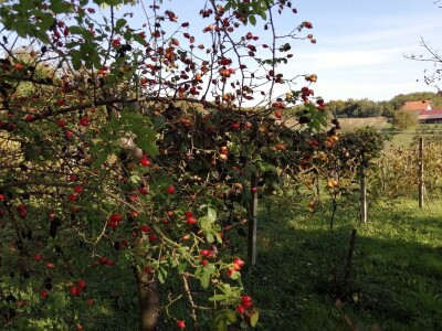 Obitelj Hren uspješno je spojila ekološku proizvodnju i turističku ponudu