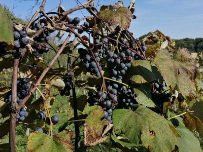 Obitelj Hren uspješno je spojila ekološku proizvodnju i turističku ponudu