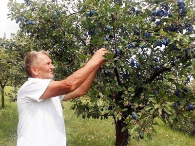 Obitelj Kos iz Vrbove