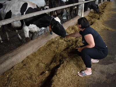 Obitelj Pavić - muzne krave