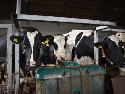 Obitelj Pavić - muzne krave