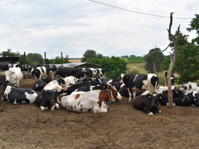 Obitelj Pavić - muzne krave