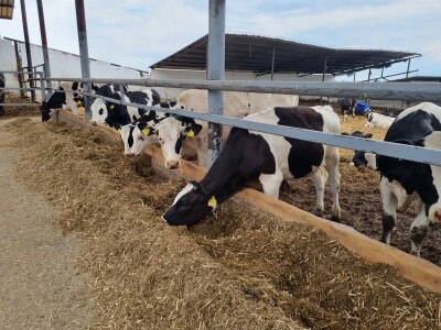 Obitelj Pavić - muzne krave