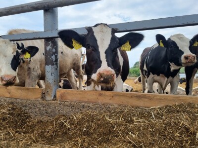 Obitelj Pavić - muzne krave