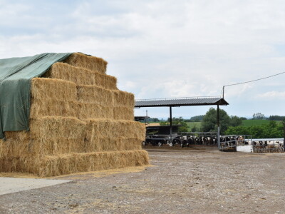 Obitelj Pavić - muzne krave