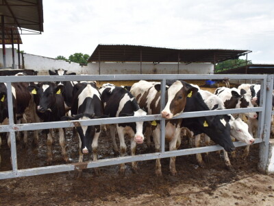 Obitelj Pavić - muzne krave