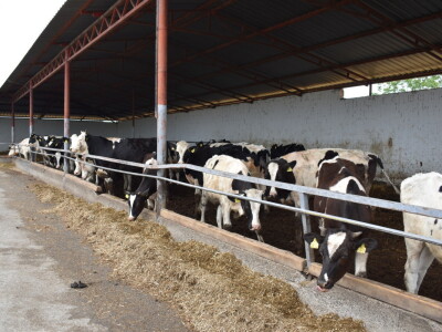 Obitelj Pavić - muzne krave