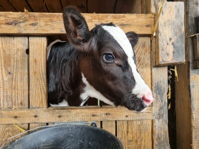 Obitelj Pavić - muzne krave