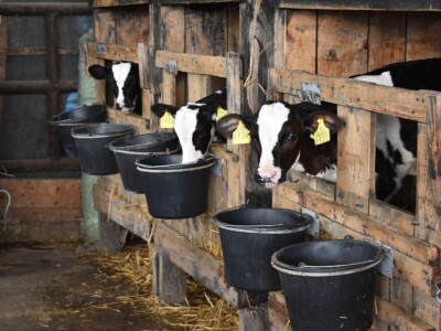 Obitelj Pavić - muzne krave