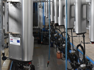 Obitelj Pavić - muzne krave