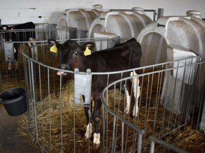 Obitelj Pavić - muzne krave