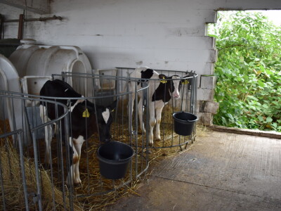 Obitelj Pavić - muzne krave