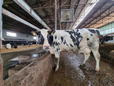 Obitelj Pavić - muzne krave