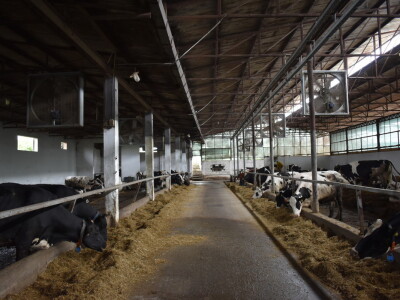 Obitelj Pavić - muzne krave