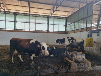 Obitelj Pavić - muzne krave