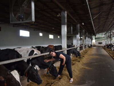 Obitelj Pavić - muzne krave