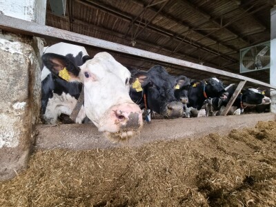 Obitelj Pavić - muzne krave