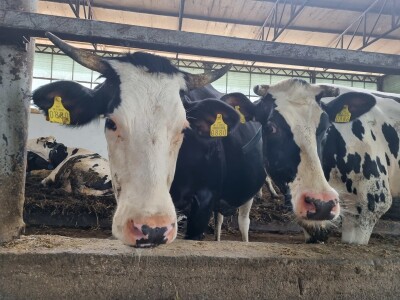 Obitelj Pavić - muzne krave