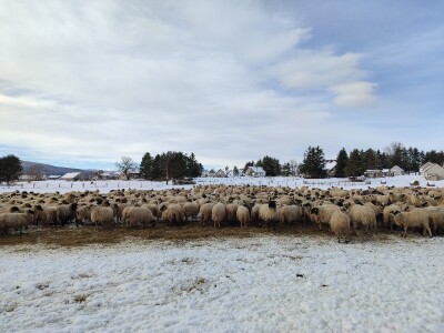 Obitelj Romić iz Kupresa najveći proizvođači ovčijeg mlijeka u BiH
