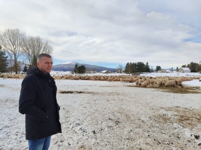 Obitelj Romić iz Kupresa najveći proizvođači ovčijeg mlijeka u BiH