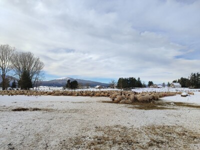 Obitelj Romić iz Kupresa najveći proizvođači ovčijeg mlijeka u BiH