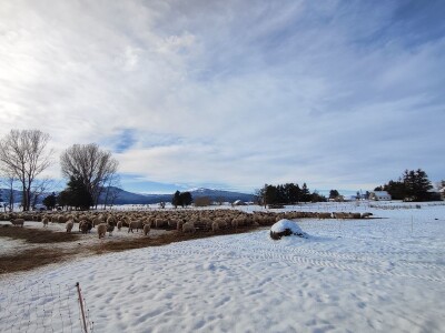 Obitelj Romić iz Kupresa najveći proizvođači ovčijeg mlijeka u BiH