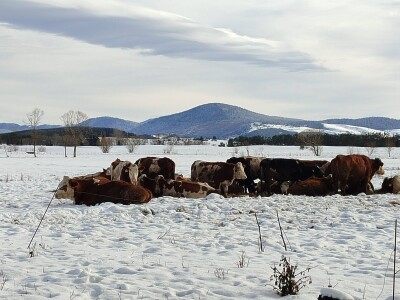 Obitelj Romić iz Kupresa najveći proizvođači ovčijeg mlijeka u BiH