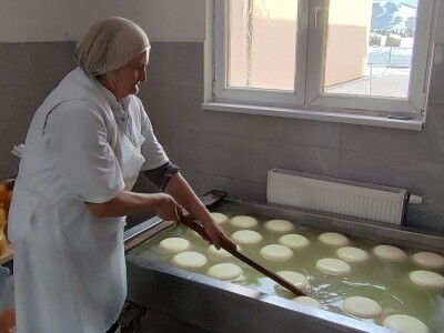 Obitelj Romić iz Kupresa najveći proizvođači ovčijeg mlijeka u BiH