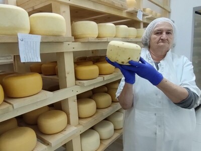 Obitelj Romić iz Kupresa najveći proizvođači ovčijeg mlijeka u BiH