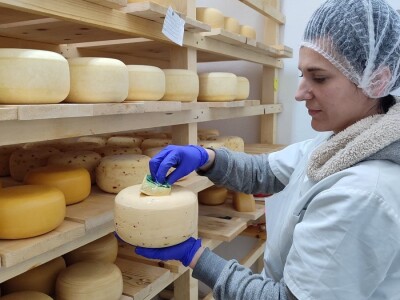 Obitelj Romić iz Kupresa najveći proizvođači ovčijeg mlijeka u BiH