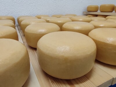 Obitelj Romić iz Kupresa najveći proizvođači ovčijeg mlijeka u BiH