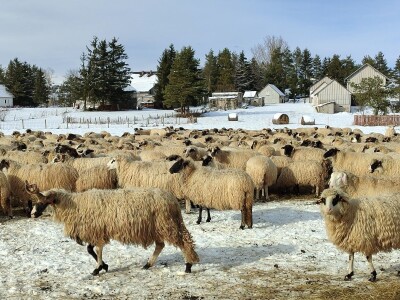 Obitelj Romić iz Kupresa najveći proizvođači ovčijeg mlijeka u BiH