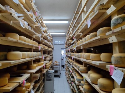 Obitelj Romić iz Kupresa najveći proizvođači ovčijeg mlijeka u BiH