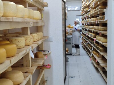 Obitelj Romić iz Kupresa najveći proizvođači ovčijeg mlijeka u BiH