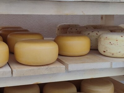 Obitelj Romić iz Kupresa najveći proizvođači ovčijeg mlijeka u BiH