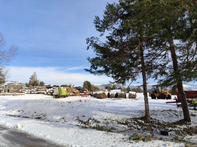 Obitelj Romić iz Kupresa najveći proizvođači ovčijeg mlijeka u BiH