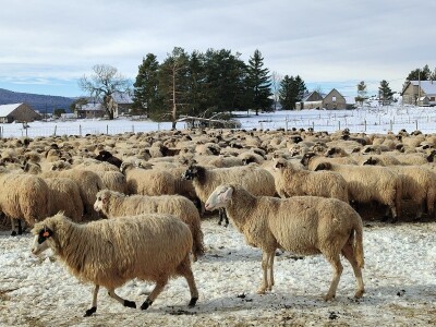 Obitelj Romić iz Kupresa najveći proizvođači ovčijeg mlijeka u BiH