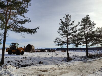 Obitelj Romić iz Kupresa najveći proizvođači ovčijeg mlijeka u BiH