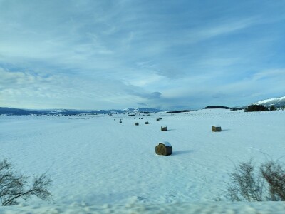 Obitelj Romić iz Kupresa najveći proizvođači ovčijeg mlijeka u BiH