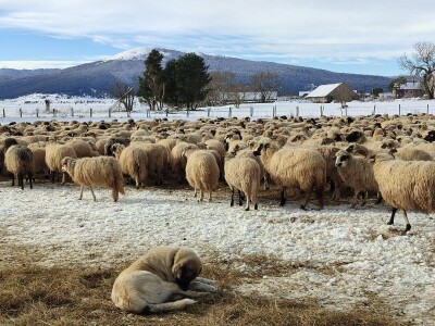 Obitelj Romić iz Kupresa najveći proizvođači ovčijeg mlijeka u BiH