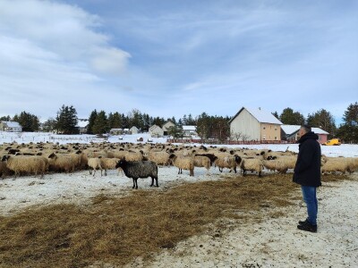 Obitelj Romić iz Kupresa najveći proizvođači ovčijeg mlijeka u BiH