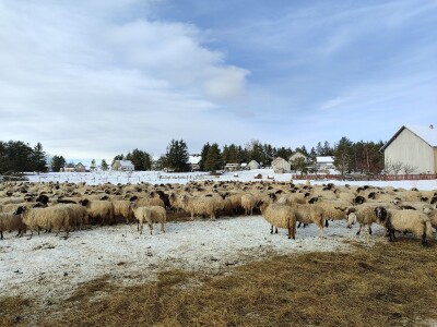 Obitelj Romić iz Kupresa najveći proizvođači ovčijeg mlijeka u BiH