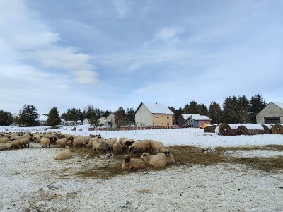Obitelj Romić iz Kupresa najveći proizvođači ovčijeg mlijeka u BiH