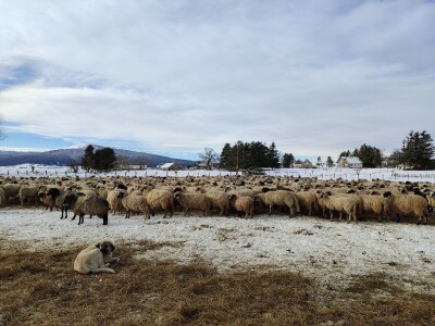 Obitelj Romić iz Kupresa najveći proizvođači ovčijeg mlijeka u BiH