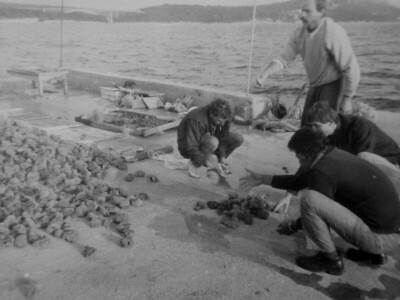 Obitelj Tanfara od 1896. godine čuva tradiciju otoka Krapnja, zanimanje koje se prenosi s oca na sina: spužvarstvo